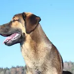Peter In Im Bayerischen Wald Lejlighed Freyung