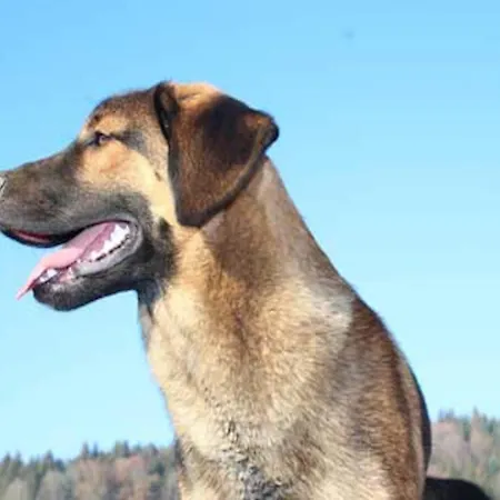 Peter In In The Bavarian Forest Daire Freyung