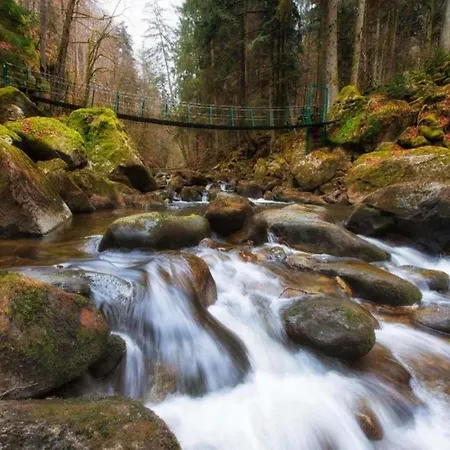 Daire Peter In In The Bavarian Forest